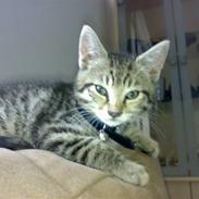 Blanding af racer Molly