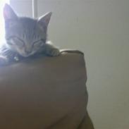 Blanding af racer Molly