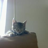 Blanding af racer Molly