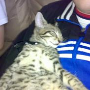 Blanding af racer Molly