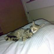 Blanding af racer Molly