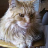 Maine Coon Otto, DKRL Hefaistos