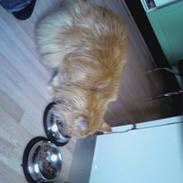 Maine Coon Otto, DKRL Hefaistos