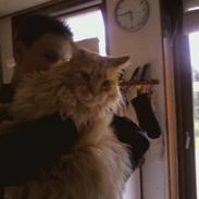 Maine Coon Otto, DKRL Hefaistos