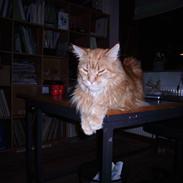 Maine Coon Otto, DKRL Hefaistos