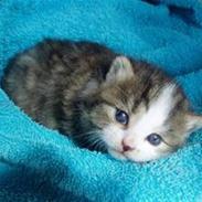 Huskat Buddie