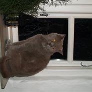 British Shorthair Felix fix