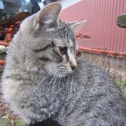 Huskat Whiskas