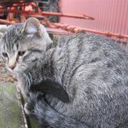 Huskat Whiskas