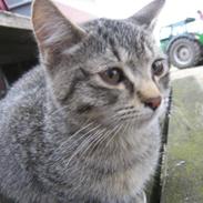 Huskat Whiskas