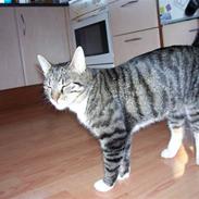 Huskat Matas