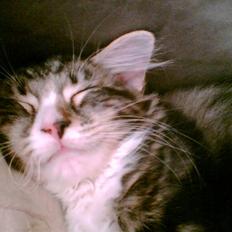 Blanding af racer Buske - Løbet væk :'(