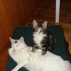 Blanding af racer Buske - Løbet væk :'(