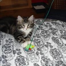 Blanding af racer Buske - Løbet væk :'(