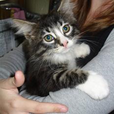 Blanding af racer Putte solgt