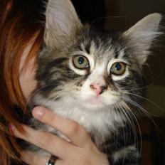 Blanding af racer Putte solgt