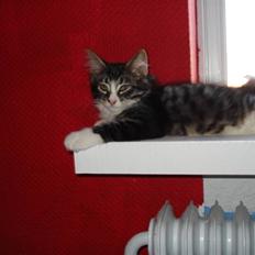 Blanding af racer Putte solgt