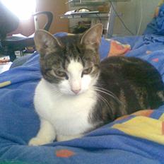 Huskat Futte