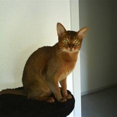 Abyssinier Puma