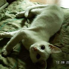 Blanding af racer fister