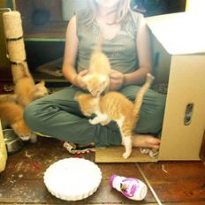 Blanding af racer kilingerne