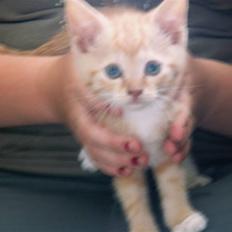 Blanding af racer kilingerne