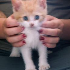 Blanding af racer kilingerne