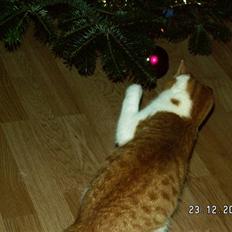 Blanding af racer rudolf neilsen 