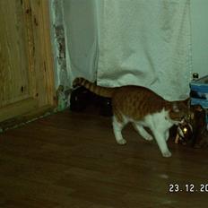 Blanding af racer rudolf neilsen 