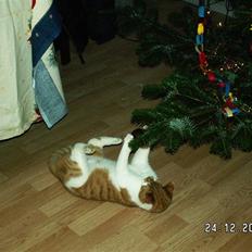 Blanding af racer rudolf neilsen 