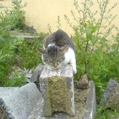 Huskat VRCL's Super Oskar *RIP*