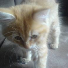 Blanding af racer Lussi (død)