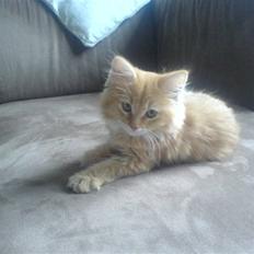 Blanding af racer Lussi (død)