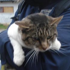 Huskat VRCL's Super Oskar *RIP*