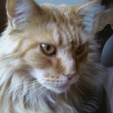 Maine Coon Otto, DKRL Hefaistos