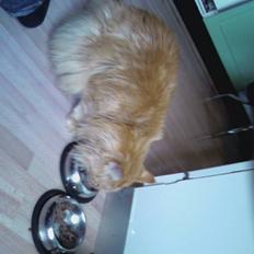 Maine Coon Otto, DKRL Hefaistos
