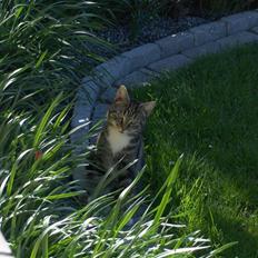 Blanding af racer Valentin ( Valle )