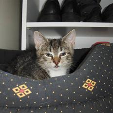 Blanding af racer Valentin ( Valle )