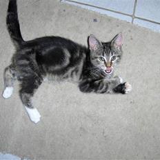 Blanding af racer Valentin ( Valle )