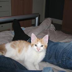 Huskat Basse. R.I.P.