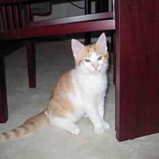 Huskat Basse. R.I.P.