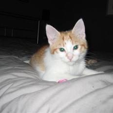 Huskat Basse. R.I.P.