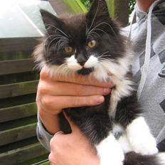 Blanding af racer Frank