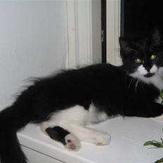 Blanding af racer Frank