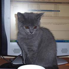British Shorthair Columbine