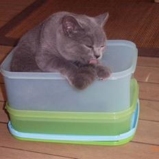 British Shorthair Columbine