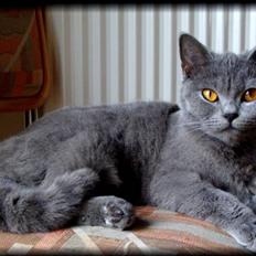 British Shorthair Bailey