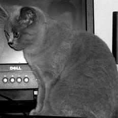 British Shorthair Bailey