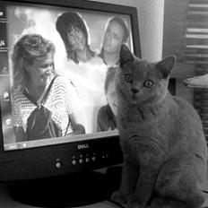 British Shorthair Bailey