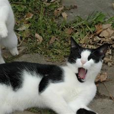 Blanding af racer Jack R.I.P